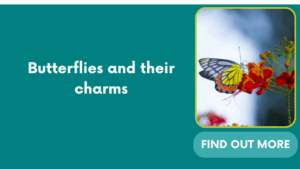 Butterflies and their charms