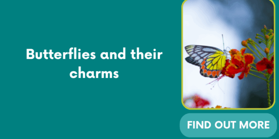 Butterflies and their charms