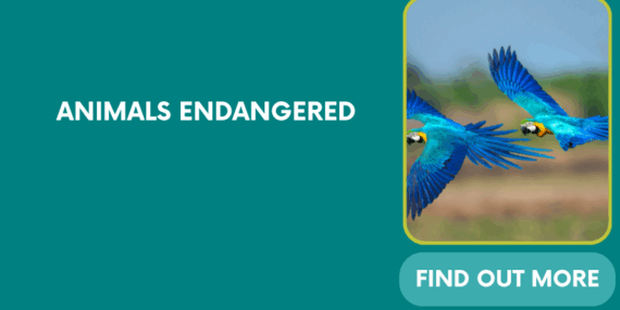ANIMALS ENDANGERED