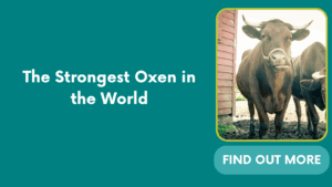 The Strongest Oxen in the World