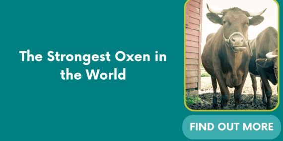 The Strongest Oxen in the World