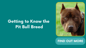 Getting to Know the Pit Bull Breed
