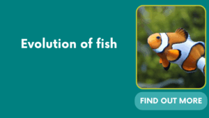 Evolution of fish