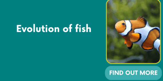 Evolution of fish