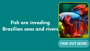 Fish are invading Brazilian seas and rivers