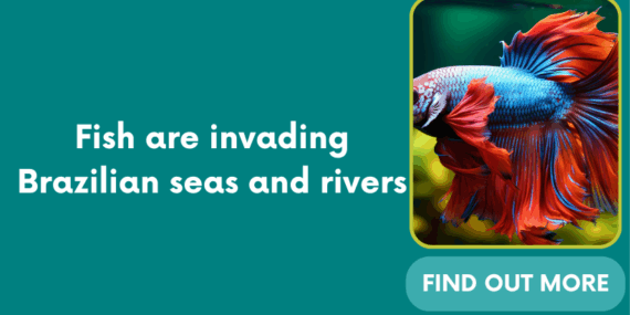 Fish are invading Brazilian seas and rivers