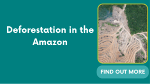 Deforestation in the Amazon