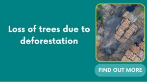 Loss of trees due to deforestation
