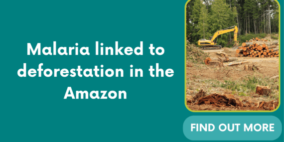 Malaria linked to deforestation in the Amazon
