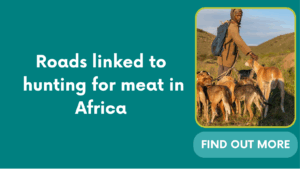 Roads linked to hunting for meat in Africa