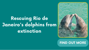 Rescuing Rio de Janeiro’s dolphins from extinction