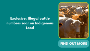 Exclusive: Illegal cattle numbers soar on Indigenous Land