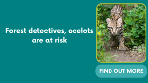 Forest detectives, ocelots are at risk