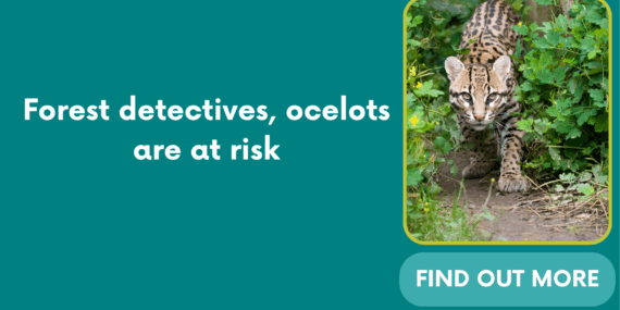 Forest detectives, ocelots are at risk