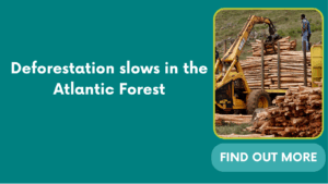 Deforestation slows in the Atlantic Forest