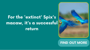 For the ‘extinct’ Spix’s macaw, it’s a successful return