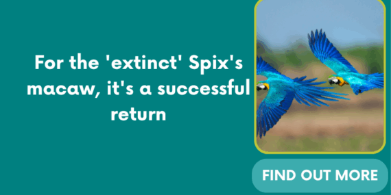 For the ‘extinct’ Spix’s macaw, it’s a successful return