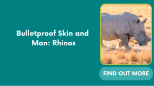 Bulletproof Skin and Man: Rhinos