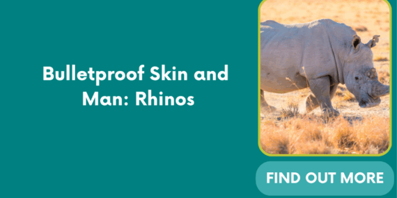 Bulletproof Skin and Man: Rhinos