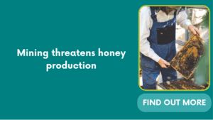 Mining threatens honey production