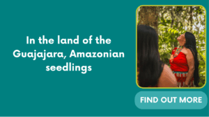 In the land of the Guajajara, Amazonian seedlings