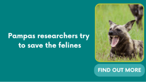Pampas researchers try to save the felines