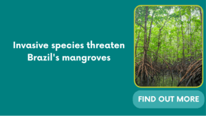 Invasive species threaten Brazil’s mangroves