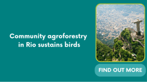 Community agroforestry in Rio sustains birds