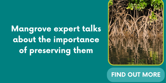 Mangrove expert talks about the importance of preserving them