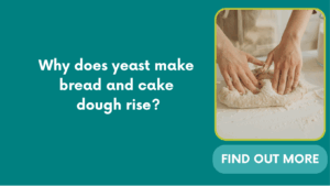 Why does yeast make bread and cake dough rise?