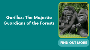 Gorillas: The Majestic Guardians of the Forests