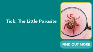 Tick: The Little Parasite