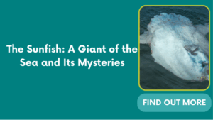 The Sunfish: A Giant of the Sea and Its Mysteries