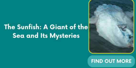 The Sunfish: A Giant of the Sea and Its Mysteries
