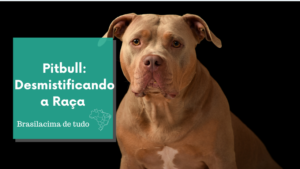 Pitbull: Demystifying the Breed