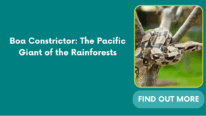 Boa Constrictor: The Pacific Giant of the Rainforests