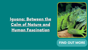 Iguana: Between the Calm of Nature and Human Fascination