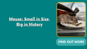 Mouse: Small in Size, Big in History