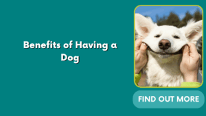 Benefits of Having a Dog