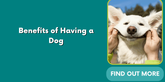 Benefits of Having a Dog