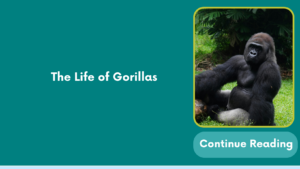 The Life of Gorillas