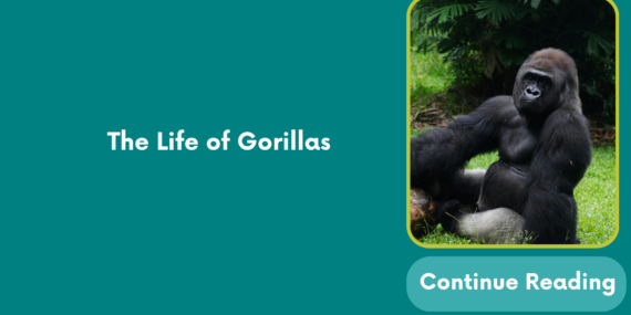 The Life of Gorillas