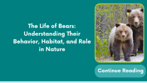 The Life of Bears: Understanding Their Behavior, Habitat, and Role in Nature