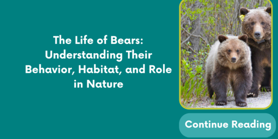 The Life of Bears: Understanding Their Behavior, Habitat, and Role in Nature